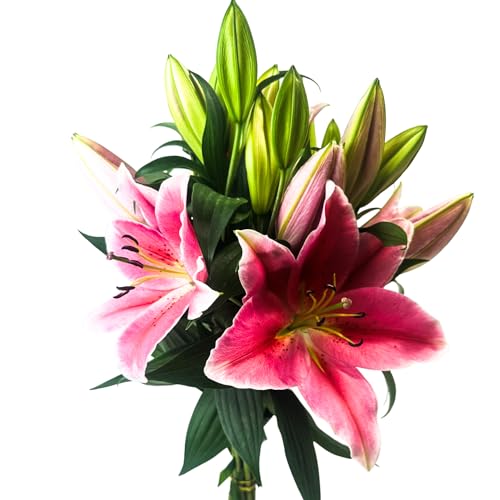 0785242223010 - STARGAZER BARN BEST REGARDS LILY BOUQUET - 10 MULTI-BUD STEMS STARGAZER LILIES FRESH FLOWERS BOUQUET - OVERNIGHT PRIME DELIVERY, FOR BIRTHDAY, ANNIVERSARY, MOTHERS, GET WELL, OR JUST BECAUSE
