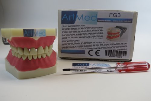Model Anatomy Typodont Dental Type Frasaco Removable Ivoine Teeth Model FG3 ARTMED Original 