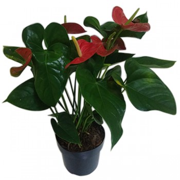 7890291320962 - PLANTA ANTH RED VICTORY P15