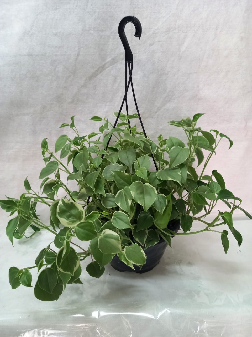 7892862500667 - FLOR PEPEROMIA SCANDES