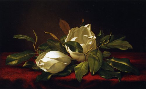 7896006206538 - MAGNOLIAE GRANDIFLORAE BY HEAD WHITE FLOWERS MAGNOLIAS ON A RED CLOTH FINE ART REPRO ON CANVAS