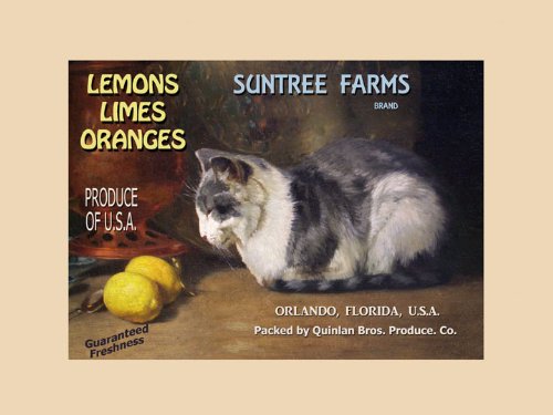 7896241291191 - LEMONS LIMES ORANGES SUNTREE FARMS QUINLAN CAT ORLANDO FLORIDA PRODUCE IN AMERICA USA CRATE LABEL VINTAGE POSTER REPRO 12 X 16 IMAGE SIZE.