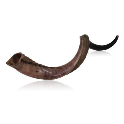 7897556827181 - NATURAL KUDU HORN 20-22 SHOFAR HALF POLISHED STERILE CLEAN NEW PERFECT SOUND