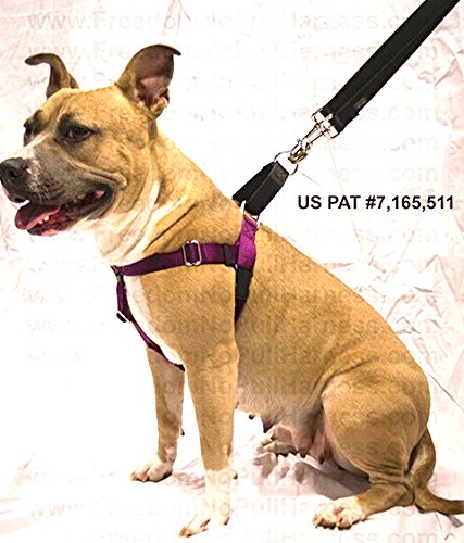 0799989156524 - 5/8 WIDE MEDIUM (MD) FREEDOM NO-PULL HARNESS AND TRAINING LEASH (BURGUNDY W/BLACK LOOP)- DIRECT FROM INVENTOR