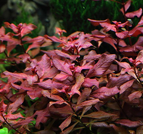 0802845195411 - LUDWIGIA SP. MINI 'SUPER RED' LIVE AQUARIUM FRESHWATER PLANTS RARE REPENS RUBIN