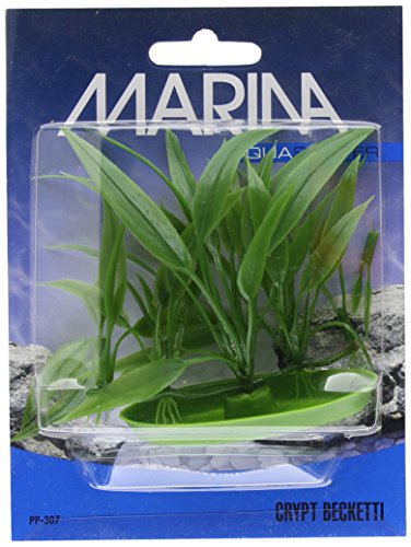 0080605103078 - MARINA AQUASCAPER CRYPT BECKETTII PLANT DECORATION