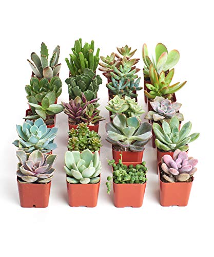 0810008686102 - SHOP SUCCULENTS | UNIQUE LIVE PLANTS, HAND SELECTED VARIETY PACK OF MINI SUCCULENTS | COLLECTION OF 20