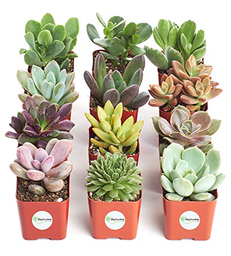 0810008686751 - SHOP SUCCULENTS | UNIQUE LIVE PLANTS, HAND SELECTED VARIETY PACK OF MINI SUCCULENTS | COLLECTION OF 12