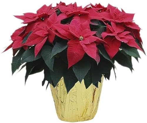 0810022323021 - KABLOOM PRIME OVERNIGHT DELIVERY: REAL LIVE RED POINSETTIA PLANT, 15-INCHES TALL