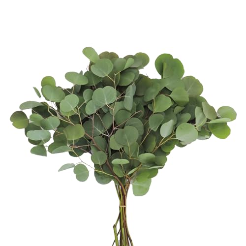 0810022323038 - KABLOOM PRIME NEXT DAY DELIVERY - NATURAL SILVER DOLLAR EUCALYPTUS GREENS: 40 FRESH CUT STEMS | DELIVERY PRIME, FARM-FRESH | BEST FOR WEDDING, ANNIVERSARY, BIRTHDAY PARTY, BABY SHOWER, HOME DÉCOR