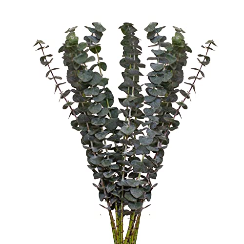 0810022323045 - KABLOOM PRIME NEXT DAY DELIVERY - NATURAL BABY BLUE EUCALYPTUS GREENS : 50 FRESH CUT STEMS | DELIVERY PRIME, FARM-FRESH | BEST FOR WEDDING, ANNIVERSARY, BIRTHDAY PARTY, BABY SHOWER, HOME DÉCOR
