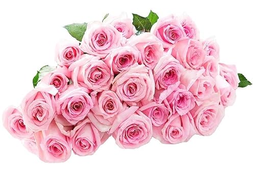 0810022323540 - KABLOOM PRIME NEXT DAY DELIVERY - CRISTOBAL COLLECTION : 50 PINK ROSES (FARM-FRESH, LONG STEM - 50CM) GIFT FOR BIRTHDAY, ANNIVERSARY, VALENTINE, MOTHER’S DAY FLOWERS