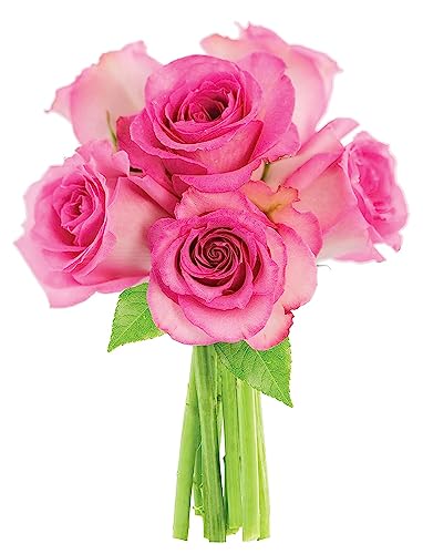 0810022323861 - KABLOOM PRIME NEXT DAY DELIVERY : VALENTINES DAY COLLECTION - BOUQUET OF 6 PINK ROSES GIFT FOR BIRTHDAY, SYMPATHY, ANNIVERSARY, GET WELL, THANK YOU, VALENTINE, MOTHER’S DAY FLOWERS