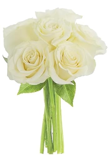 0810022323885 - KABLOOM PRIME NEXT DAY DELIVERY : VALENTINES DAY COLLECTION - BOUQUET OF 6 WHITE ROSES GIFT FOR BIRTHDAY, SYMPATHY, ANNIVERSARY, GET WELL, THANK YOU, VALENTINE, MOTHER’S DAY FLOWERS