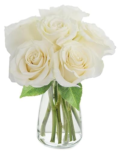 0810022323892 - KABLOOM PRIME NEXT DAY DELIVERY : VALENTINES DAY COLLECTION - BOUQUET OF 6 WHITE ROSES WITH VASE GIFT FOR BIRTHDAY, SYMPATHY, ANNIVERSARY, GET WELL, THANK YOU, VALENTINE, MOTHER’S DAY FLOWERS