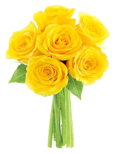 0810022323908 - KABLOOM PRIME NEXT DAY DELIVERY : VALENTINES DAY COLLECTION - BOUQUET OF 6 YELLOW ROSES GIFT FOR BIRTHDAY, SYMPATHY, ANNIVERSARY, GET WELL, THANK YOU, VALENTINE, MOTHER’S DAY FLOWERS