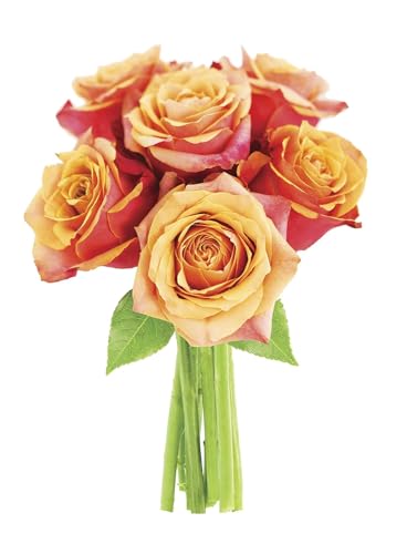 0810022323922 - KABLOOM PRIME NEXT DAY DELIVERY : VALENTINES DAY COLLECTION - BOUQUET OF 6 ORANGE ROSES GIFT FOR BIRTHDAY, SYMPATHY, ANNIVERSARY, GET WELL, THANK YOU, VALENTINE, MOTHER’S DAY FLOWERS