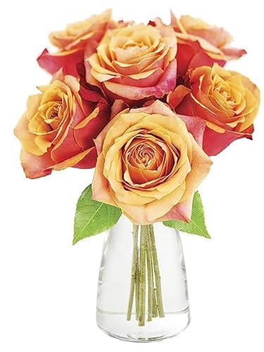 0810022323939 - KABLOOM PRIME NEXT DAY DELIVERY : VALENTINES DAY COLLECTION - BOUQUET OF 6 ORANGE ROSES WITH VASE GIFT FOR BIRTHDAY, SYMPATHY, ANNIVERSARY, GET WELL, THANK YOU, VALENTINE, MOTHER’S DAY FLOWERS