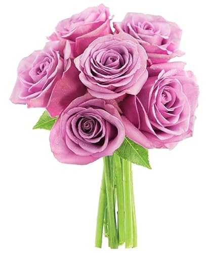 0810022323946 - KABLOOM PRIME NEXT DAY DELIVERY : VALENTINES DAY COLLECTION - BOUQUET OF 6 PURPLE ROSES GIFT FOR BIRTHDAY, SYMPATHY, ANNIVERSARY, GET WELL, THANK YOU, VALENTINE, MOTHER’S DAY FLOWERS