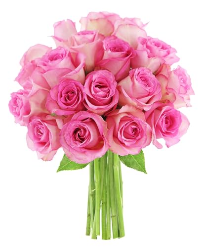0810022324165 - KABLOOM PRIME NEXT DAY DELIVERY : VALENTINES DAY COLLECTION - BOUQUET OF 18 PINK ROSES GIFT FOR BIRTHDAY, SYMPATHY, ANNIVERSARY, GET WELL, THANK YOU, VALENTINE, MOTHER’S DAY FLOWERS