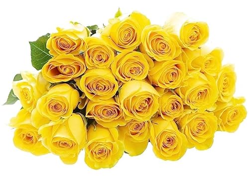 0810022324356 - KABLOOM PRIME NEXT DAY DELIVERY : VALENTINES DAY COLLECTION - FRESH CUT 24 YELLOW ROSES GIFT FOR BIRTHDAY, SYMPATHY, ANNIVERSARY, GET WELL, THANK YOU, VALENTINE, MOTHER’S DAY FLOWERS