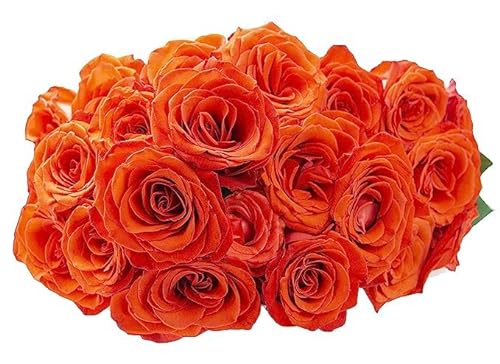 0810022324363 - KABLOOM PRIME NEXT DAY DELIVERY : VALENTINES DAY COLLECTION - FRESH CUT 24 ORANGE ROSES GIFT FOR BIRTHDAY, SYMPATHY, ANNIVERSARY, GET WELL, THANK YOU, VALENTINE, MOTHER’S DAY FLOWERS
