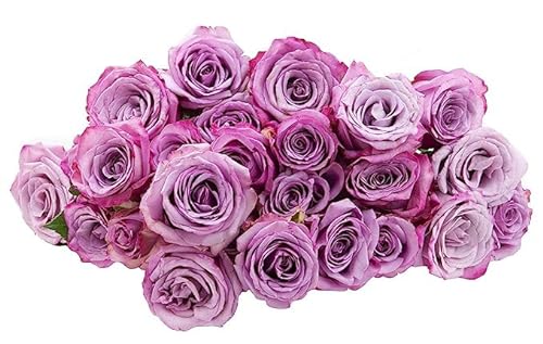 0810022324370 - KABLOOM PRIME NEXT DAY DELIVERY : VALENTINES DAY COLLECTION - FRESH CUT 24 PURPLE ROSES GIFT FOR BIRTHDAY, SYMPATHY, ANNIVERSARY, GET WELL, THANK YOU, VALENTINE, MOTHER’S DAY FLOWERS