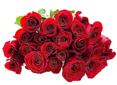 0810022324400 - KABLOOM PRIME NEXT DAY DELIVERY : VALENTINES DAY COLLECTION - FRESH CUT 25 RED ROSES GIFT FOR BIRTHDAY, SYMPATHY, ANNIVERSARY, GET WELL, THANK YOU, VALENTINE, MOTHER’S DAY FLOWERS