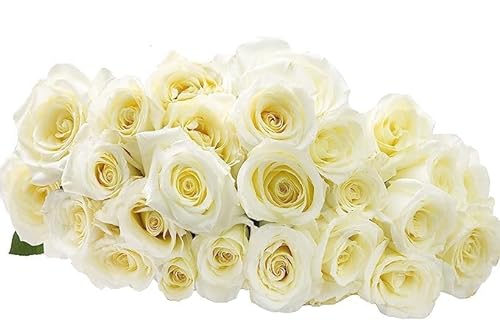0810022324424 - KABLOOM PRIME NEXT DAY DELIVERY : VALENTINES DAY COLLECTION - FRESH CUT 25 WHITE ROSES GIFT FOR BIRTHDAY, SYMPATHY, ANNIVERSARY, GET WELL, THANK YOU, VALENTINE, MOTHER’S DAY FLOWERS