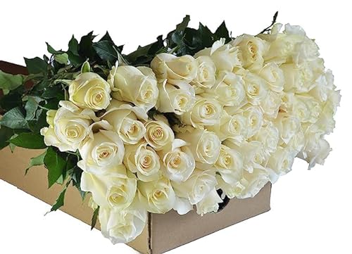 0810022324509 - KABLOOM PRIME NEXT DAY DELIVERY : VALENTINES DAY COLLECTION - FRESH CUT 48 WHITE ROSES GIFT FOR BIRTHDAY, SYMPATHY, ANNIVERSARY, GET WELL, THANK YOU, VALENTINE, MOTHER’S DAY FLOWERS