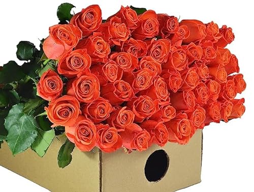 0810022324523 - KABLOOM PRIME NEXT DAY DELIVERY : VALENTINES DAY COLLECTION - FRESH CUT 48 ORANGE ROSES GIFT FOR BIRTHDAY, SYMPATHY, ANNIVERSARY, GET WELL, THANK YOU, VALENTINE, MOTHER’S DAY FLOWERS