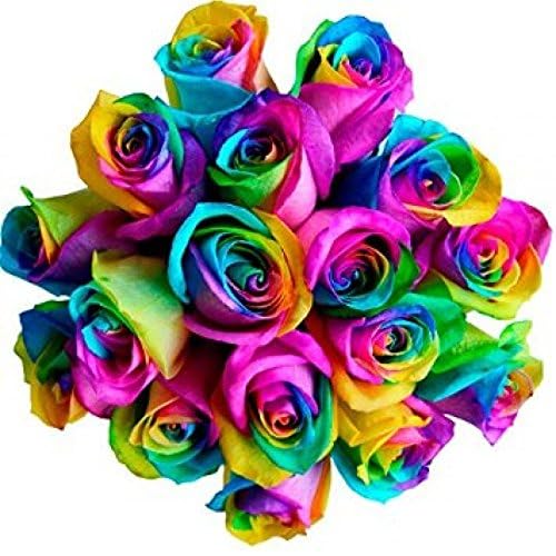 0810022324547 - KABLOOM PRIME NEXT DAY DELIVERY : VALENTINES DAY COLLECTION - FRESH CUT 48 RAINBOW ROSES GIFT FOR BIRTHDAY, SYMPATHY, ANNIVERSARY, GET WELL, THANK YOU, VALENTINE, MOTHER’S DAY FLOWERS