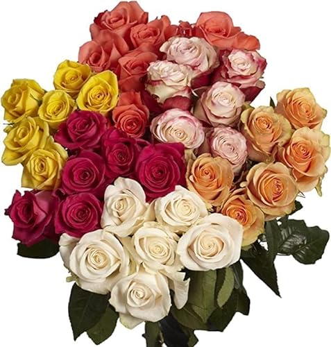 0810022324554 - KABLOOM PRIME NEXT DAY DELIVERY : VALENTINES DAY COLLECTION - FRESH CUT 48 ASSORTED ROSES GIFT FOR BIRTHDAY, SYMPATHY, ANNIVERSARY, GET WELL, THANK YOU, VALENTINE, MOTHER’S DAY FLOWERS