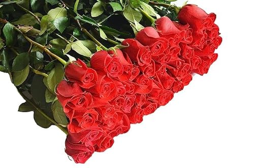 0810022324561 - KABLOOM PRIME NEXT DAY DELIVERY : VALENTINES DAY COLLECTION - FRESH CUT 50 RED ROSES GIFT FOR BIRTHDAY, SYMPATHY, ANNIVERSARY, GET WELL, THANK YOU, VALENTINE, MOTHER’S DAY FLOWERS