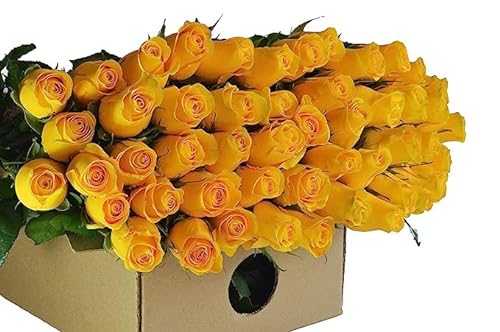 0810022324592 - KABLOOM PRIME NEXT DAY DELIVERY : VALENTINES DAY COLLECTION - FRESH CUT 50 YELLOW ROSES GIFT FOR BIRTHDAY, SYMPATHY, ANNIVERSARY, GET WELL, THANK YOU, VALENTINE, MOTHER’S DAY FLOWERS