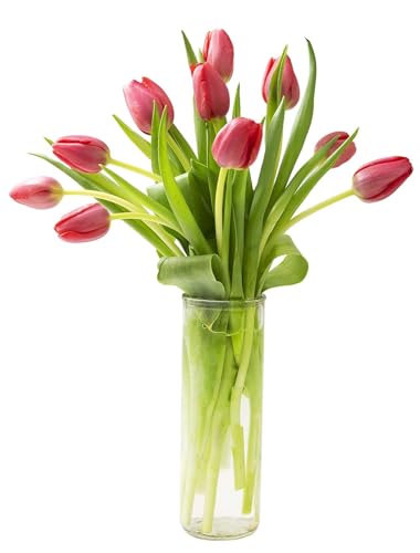 0810022324813 - KABLOOM PRIME NEXT DAY DELIVERY : VALENTINES DAY COLLECTION - BOUQUET OF 10 RED TULIPS WITH VASE GIFT FOR BIRTHDAY, SYMPATHY, ANNIVERSARY, GET WELL, THANK YOU, VALENTINE, MOTHER’S DAY FLOWERS
