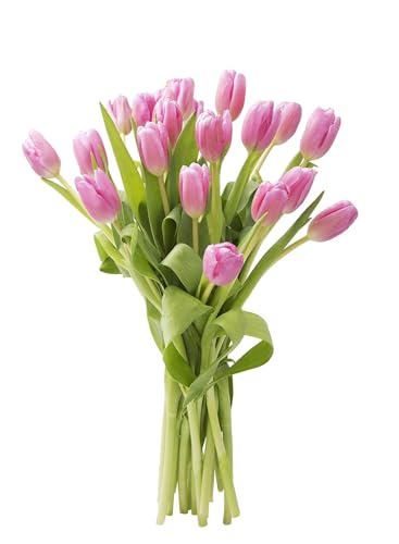 0810022324820 - KABLOOM PRIME NEXT DAY DELIVERY : VALENTINES DAY COLLECTION - BOUQUET OF 10 PINK TULIPS GIFT FOR BIRTHDAY, SYMPATHY, ANNIVERSARY, GET WELL, THANK YOU, VALENTINE, MOTHER’S DAY FLOWERS