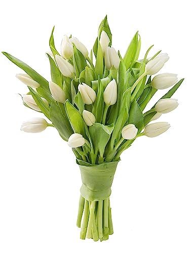 0810022324844 - KABLOOM PRIME NEXT DAY DELIVERY : VALENTINES DAY COLLECTION - BOUQUET OF 10 WHITE TULIPS GIFT FOR BIRTHDAY, SYMPATHY, ANNIVERSARY, GET WELL, THANK YOU, VALENTINE, MOTHER’S DAY FLOWERS