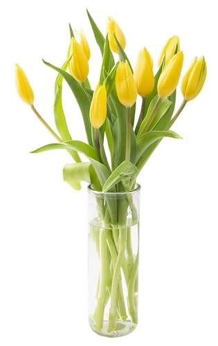 0810022324875 - KABLOOM PRIME NEXT DAY DELIVERY : VALENTINES DAY COLLECTION - BOUQUET OF 10 YELLOW TULIPS WITH VASE GIFT FOR BIRTHDAY, SYMPATHY, ANNIVERSARY, GET WELL, THANK YOU, VALENTINE, MOTHER’S DAY FLOWERS