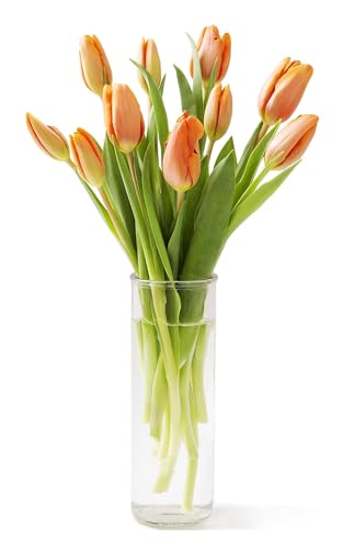 0810022324899 - KABLOOM PRIME NEXT DAY DELIVERY : VALENTINES DAY COLLECTION - BOUQUET OF 10 ORANGE TULIPS WITH VASE GIFT FOR BIRTHDAY, SYMPATHY, ANNIVERSARY, GET WELL, THANK YOU, VALENTINE, MOTHER’S DAY FLOWERS