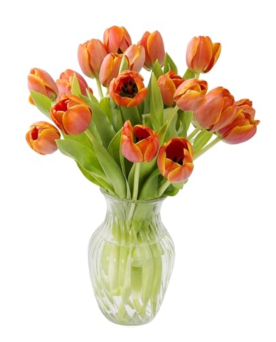 0810022325032 - KABLOOM PRIME NEXT DAY DELIVERY : VALENTINES DAY COLLECTION - BOUQUET OF 20 ORANGE TULIPS WITH VASE GIFT FOR BIRTHDAY, SYMPATHY, ANNIVERSARY, GET WELL, THANK YOU, VALENTINE, MOTHER’S DAY FLOWERS