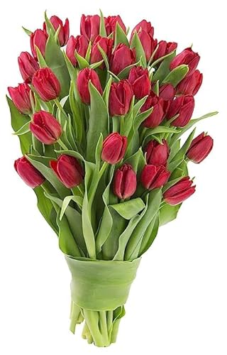 0810022325087 - KABLOOM PRIME NEXT DAY DELIVERY : VALENTINES DAY COLLECTION - 30 RED TULIPS GIFT FOR BIRTHDAY, SYMPATHY, ANNIVERSARY, GET WELL, THANK YOU, VALENTINE, MOTHER’S DAY FLOWERS