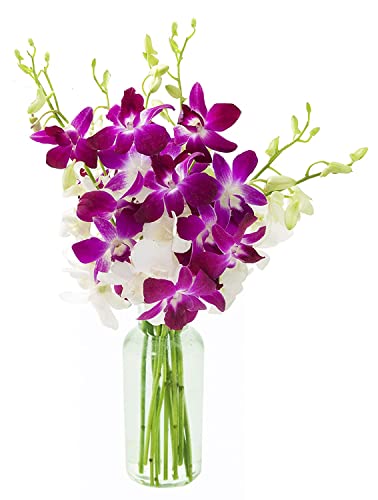 0810022325346 - KABLOOM PRIME NEXT DAY DELIVERY : VALENTINES DAY COLLECTION -THE HAPPY ORCHID BOUQUET WITH VASE GIFT FOR BIRTHDAY, SYMPATHY, ANNIVERSARY, GET WELL, THANK YOU, VALENTINE, MOTHER’S DAY FLOWERS