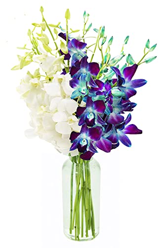 0810022325360 - KABLOOM PRIME NEXT DAY DELIVERY : VALENTINES DAY COLLECTION - LOVE FOR YOU ORCHID BOUQUET WITH VASE GIFT FOR BIRTHDAY, SYMPATHY, ANNIVERSARY, GET WELL, THANK YOU, VALENTINE, MOTHER’S DAY FLOWERS