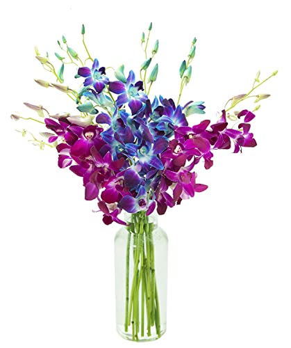 0810022325384 - KABLOOM PRIME NEXT DAY DELIVERY : VALENTINES DAY COLLECTION - FOREVER LOVE ORCHID BOUQUET WITH VASE GIFT FOR BIRTHDAY, SYMPATHY, ANNIVERSARY, GET WELL, THANK YOU, VALENTINE, MOTHER’S DAY FLOWERS
