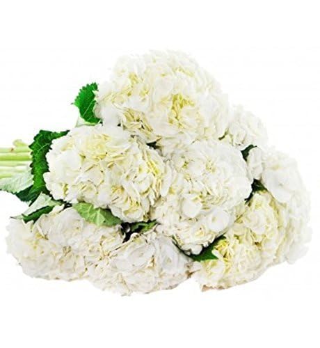 0810022325414 - KABLOOM PRIME NEXT DAY DELIVERY : VALENTINES DAY COLLECTION - BEAUTY BOUQUET OF 6 WHITE HYDRANGEAS GIFT FOR BIRTHDAY, SYMPATHY, ANNIVERSARY, GET WELL, THANK YOU, VALENTINE, MOTHER’S DAY FLOWERS