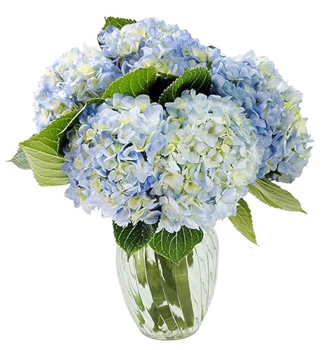 0810022325445 - KABLOOM PRIME NEXT DAY DELIVERY : VALENTINES DAY COLLECTION - BEAUTY BOUQUET OF 6 BLUE HYDRANGEAS WITH VASE GIFT FOR SYMPATHY, ANNIVERSARY, GET WELL, THANK YOU, VALENTINE, MOTHER’S DAY FLOWERS