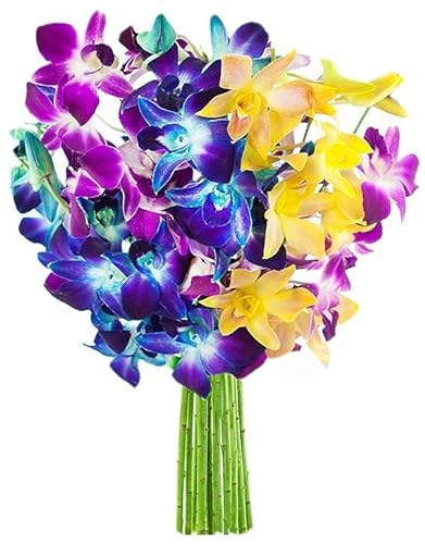 0810022325513 - KABLOOM PRIME NEXT DAY DELIVERY : VALENTINES DAY COLLECTION - EXOTIC RAINBOW ORCHID BOUQUET OF BLUE, PURPLE AND YELLOW ORCHIDS GIFT FOR ANNIVERSARY, THANK YOU, VALENTINE, MOTHER’S DAY FLOWERS