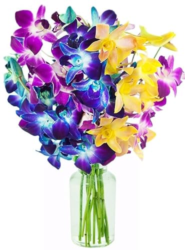 0810022325520 - KABLOOM PRIME NEXT DAY DELIVERY : VALENTINES DAY COLLECTION - RAINBOW ORCHID BOUQUET OF BLUE, PURPLE AND YELLOW ORCHIDS WITH VASE GIFT FOR ANNIVERSARY, THANK YOU, VALENTINE, MOTHER’S DAY FLOWER