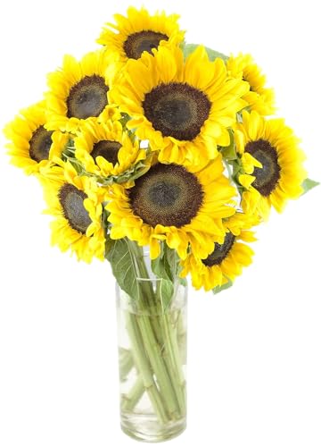 0810022325568 - KABLOOM PRIME NEXT DAY DELIVERY : VALENTINES DAY COLLECTION - BOUQUET OF FRESH SUNFLOWERS WITH VASE GIFT FOR BIRTHDAY, SYMPATHY, ANNIVERSARY, GET WELL, THANK YOU, VALENTINE, MOTHER’S DAY FLOWERS